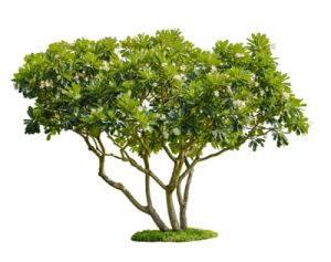 Tree isolated