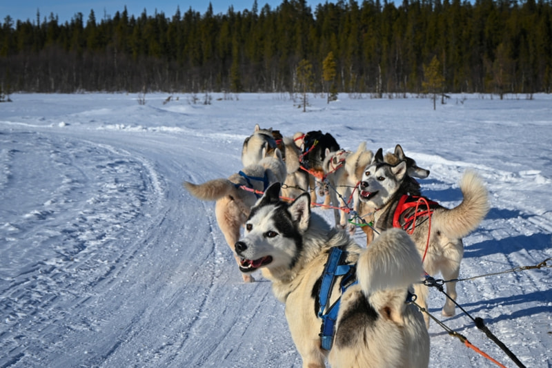 Dog Sledding