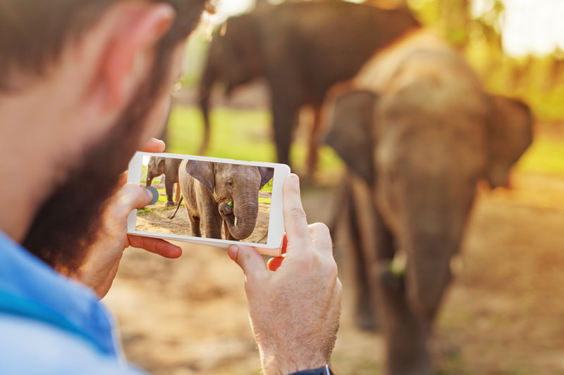 Man taking photo of elephant on smartphone