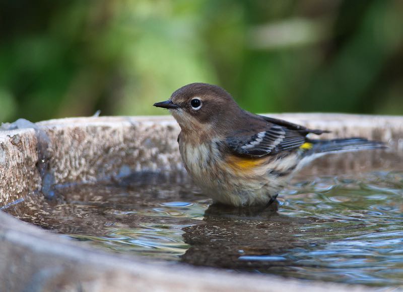 Bird taking a bath in a bird bath