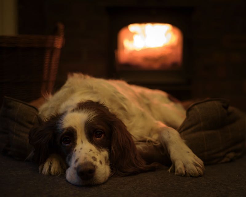 Dog by fireplace