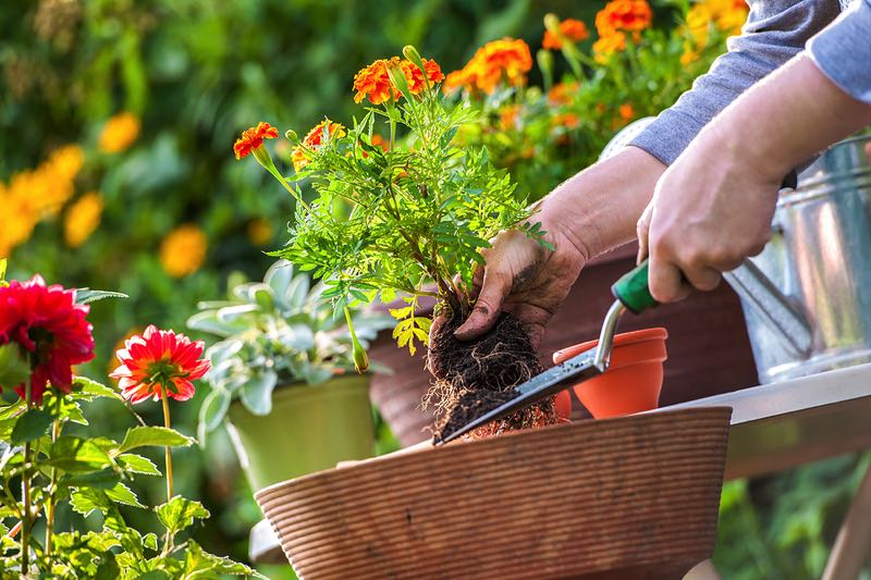 Garden plants