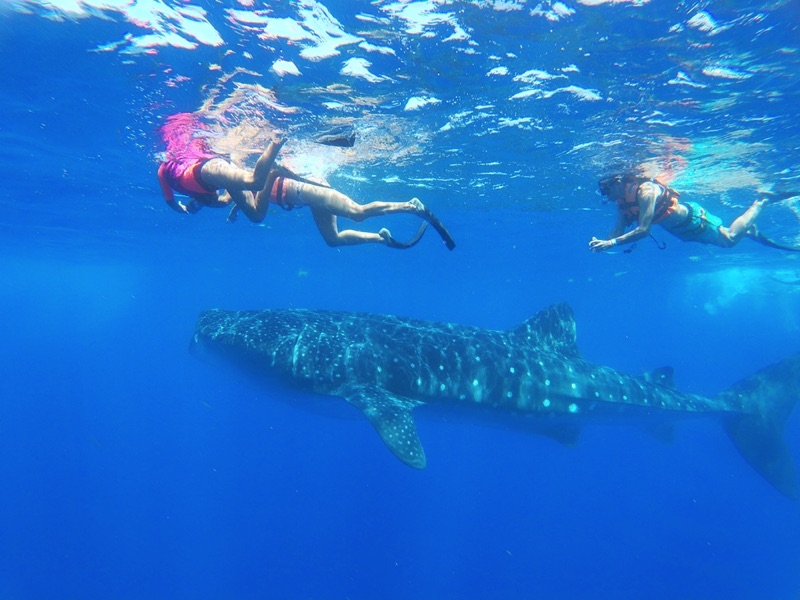 Snorkelling with whale sharks