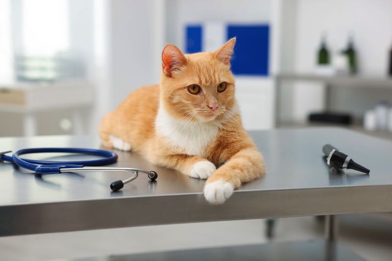 Cat at the vet