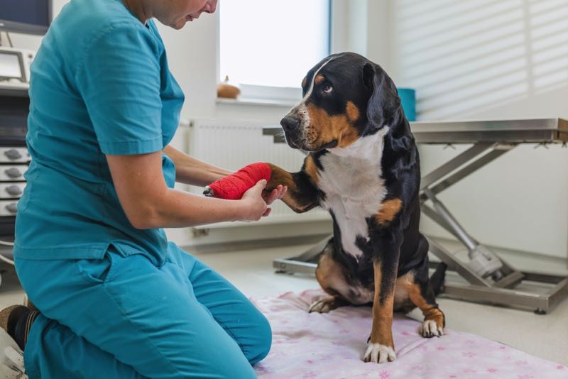Dog at the vet with a poorly paw