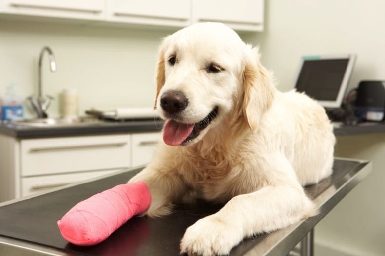 Golden with a poorly paw